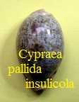 Erronea pallida insulicola, Schilder & Schilder 1938 